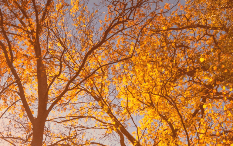 Ramas de árboles con hojas amarillas y naranjas iluminadas por el sol durante el otoño en Madrid.