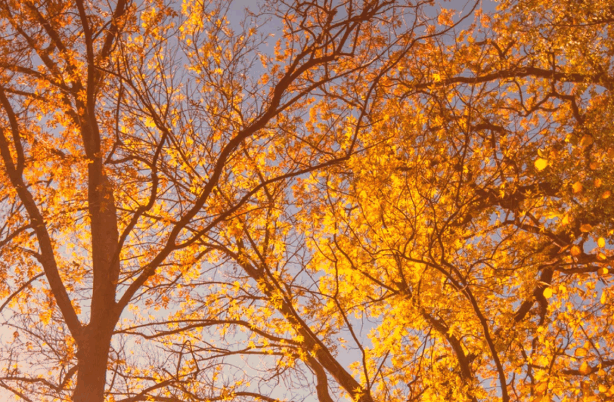 Ramas de árboles con hojas amarillas y naranjas iluminadas por el sol durante el otoño en Madrid.