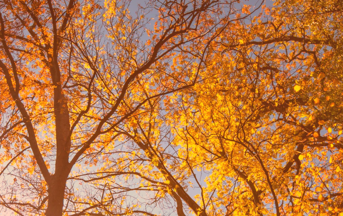 Ramas de árboles con hojas amarillas y naranjas iluminadas por el sol durante el otoño en Madrid.